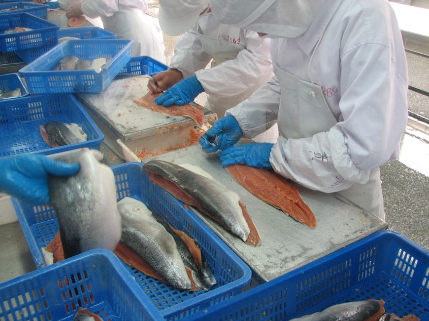 caption: Workers filet Alaskan salmon at a Chinese reprocessing plant in Qingdao, China.
