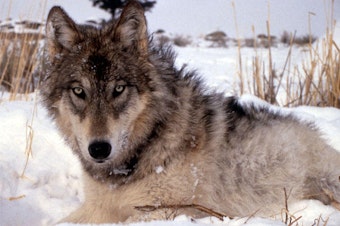 caption: A gray wolf.
