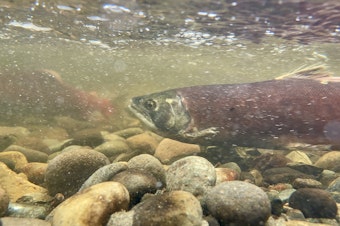 caption: A kokanee salmon heads upstream in Ebright Creek above Washington's Lake Sammamish on Nov. 26, 2024.