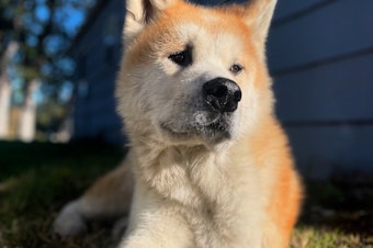 caption: Rainier is a 9-year-old Akita who survived two bouts of cancer in part thanks to a new immunotherapy vaccine for dogs.