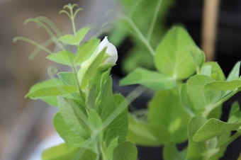 caption: Mendoza hopes his experiment contributes to further research on the topic.