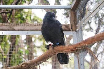 caption: Facing extinction in the wild, Hawaiian crows were brought into captivity to save them. Now, a small group is being released.