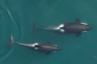 caption: Drone image of late-stage (top) and early-stage (bottom) pregnant northern resident orcas, taken Sept. 1, 2018, under Canadian research permit MML18. 