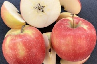caption: WA-64 is an apple variety developed by Washington State University. It started developing the apple in 1998 and filed for a patent in 2022. WSU expects the apple to be ready for store shelves in 2029. 