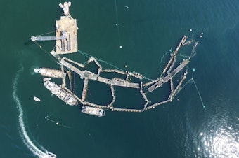 caption: Cooke Aquaculture's ruined Atlantic salmon farm off Cypress Island on Aug. 28, 2017.