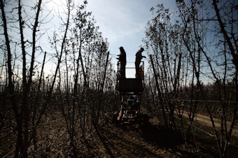 caption: Farmworkers prune pink lady apple trees on Monday, March 10, 2025, at Carpenter Ranch in Granger, Washington. 