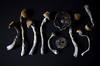 Mf Psilocybin01