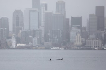 caption: Orca whales swim in front of the Seattle skyline on Saturday, Feb. 22, 2025. 