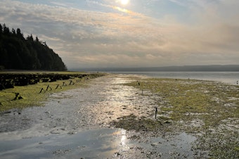 caption: Seaweed is a problem for shellfish growers. One UW project hopes to turn the nuisance seaweed, like this one at Baywater Shellfish in Hood Canal, into nutrients for farm soil.  