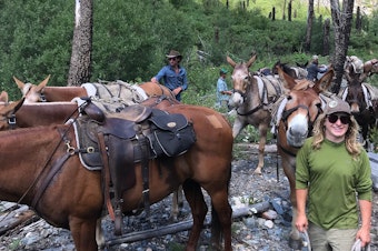 caption: Horses and mules from the Methow Valley Ranger Station pack program.