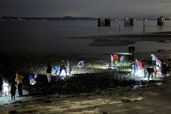 caption: Beachgoers look for tidepool creatures at Olympic Beach on Puget Sound in Edmonds, Washington, on Feb. 8, 2025.