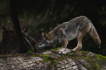 caption: A coyote was spotted across the street from Husky Stadium above Union Bay in Seattle, WA.