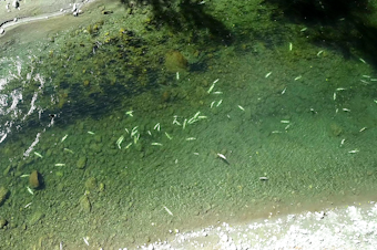 caption: The Lummi Nation is receiving $2 million to repair an aging hatchery on the South Fork Nooksack River, site of a mass dieoff of endangered Chinook salmon in 2021.